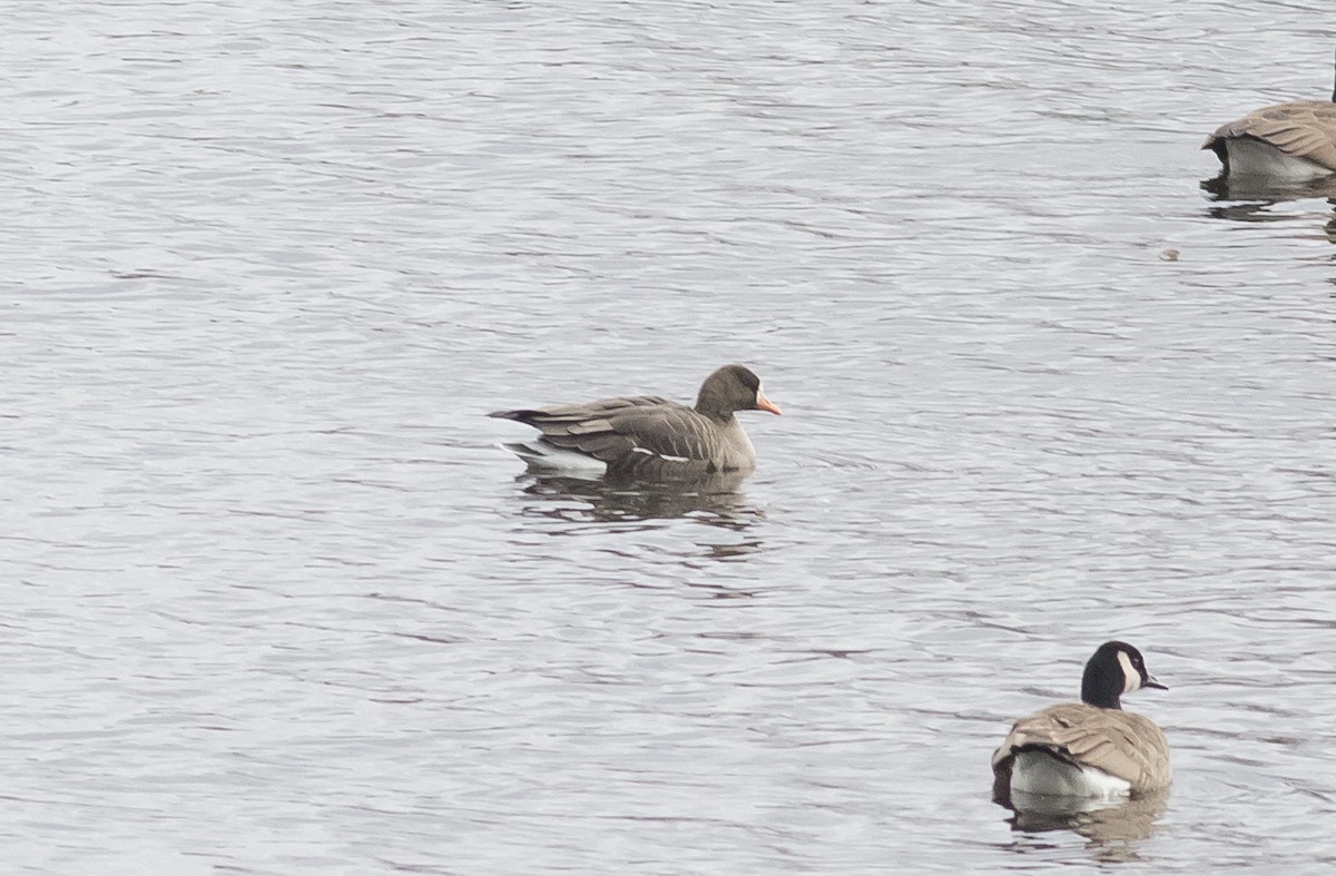 Greater White-fronted Goose - Caleb Putnam