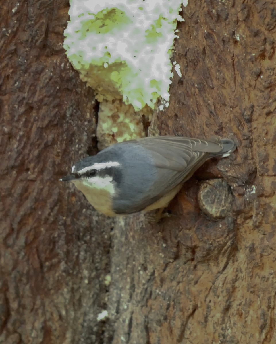 Red-breasted Nuthatch - ML419677671