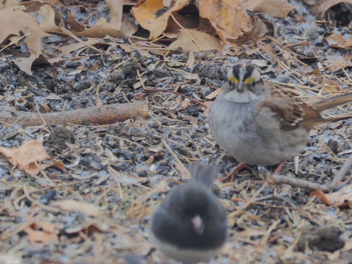White-throated Sparrow - ML419679681