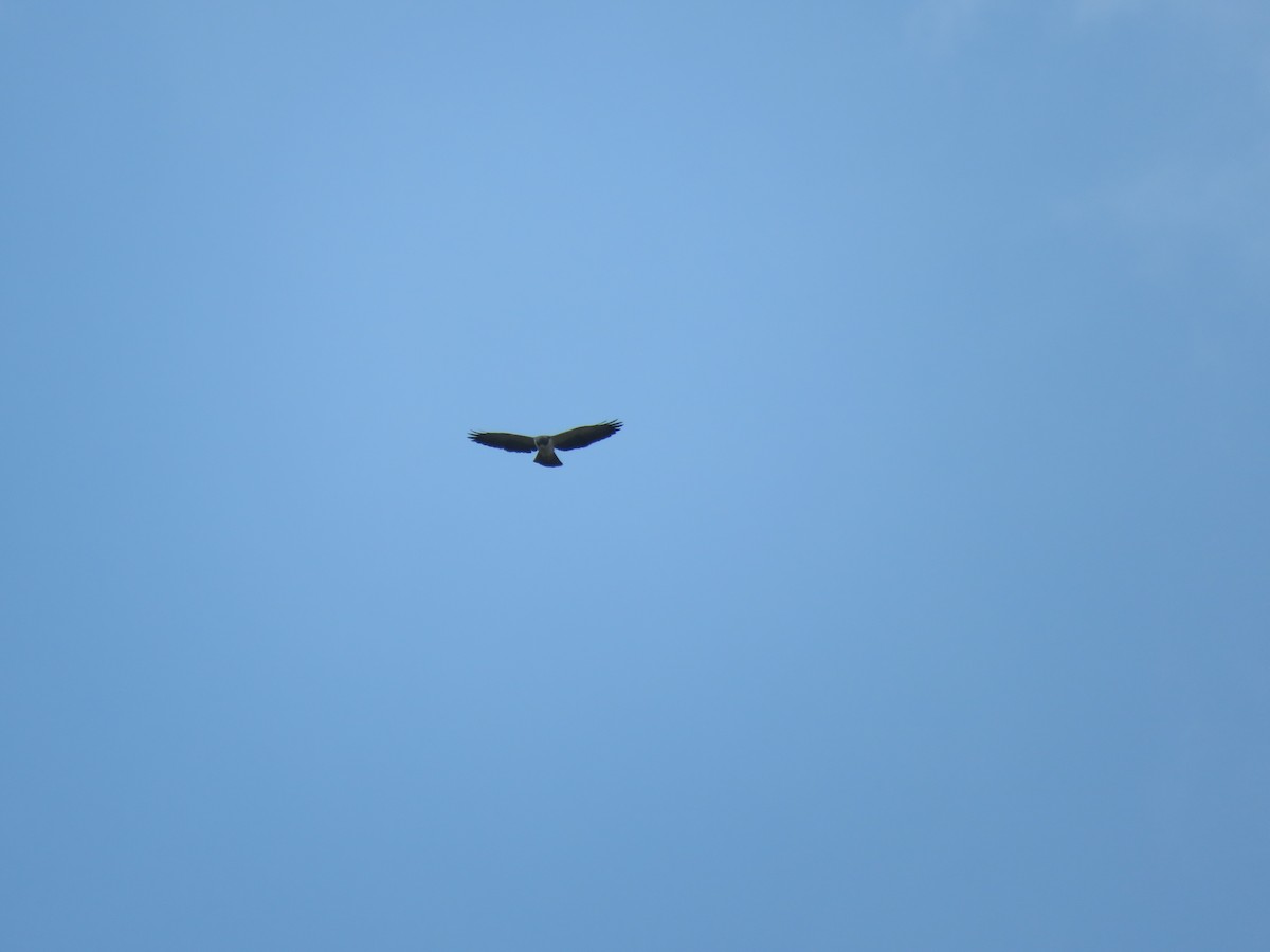 Short-tailed Hawk - ML419681351