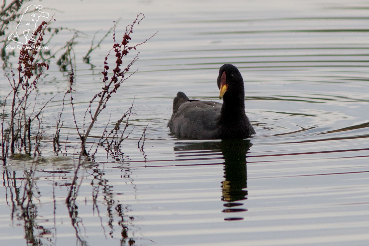 Red-fronted Coot - ML41968431