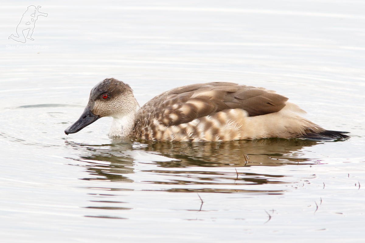 Crested Duck - ML41968561