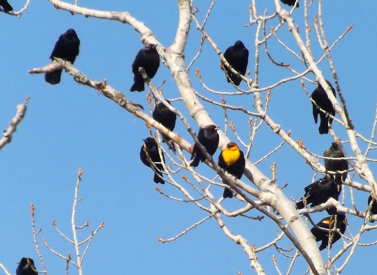 Yellow-headed Blackbird - ML419686361