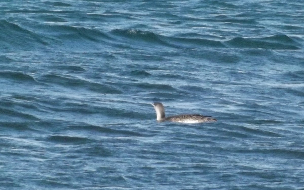 Red-throated Loon - ML419686641