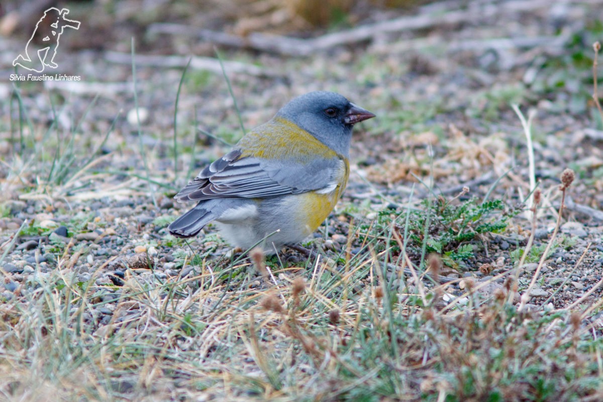 Gray-hooded Sierra Finch - Silvia Faustino Linhares