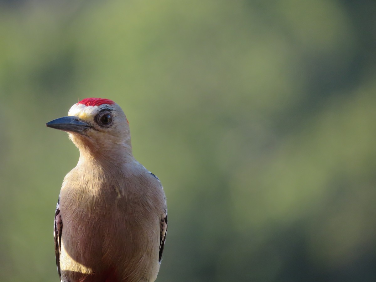 Red-crowned Woodpecker - Juan Zambrano
