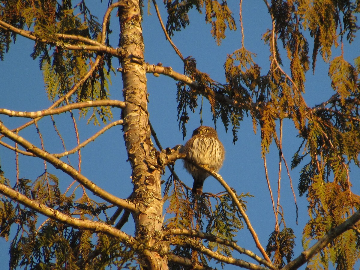 Northern Pygmy-Owl - ML419689041