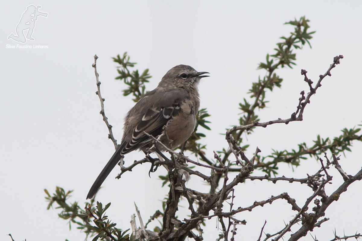 Patagonian Mockingbird - ML41969131