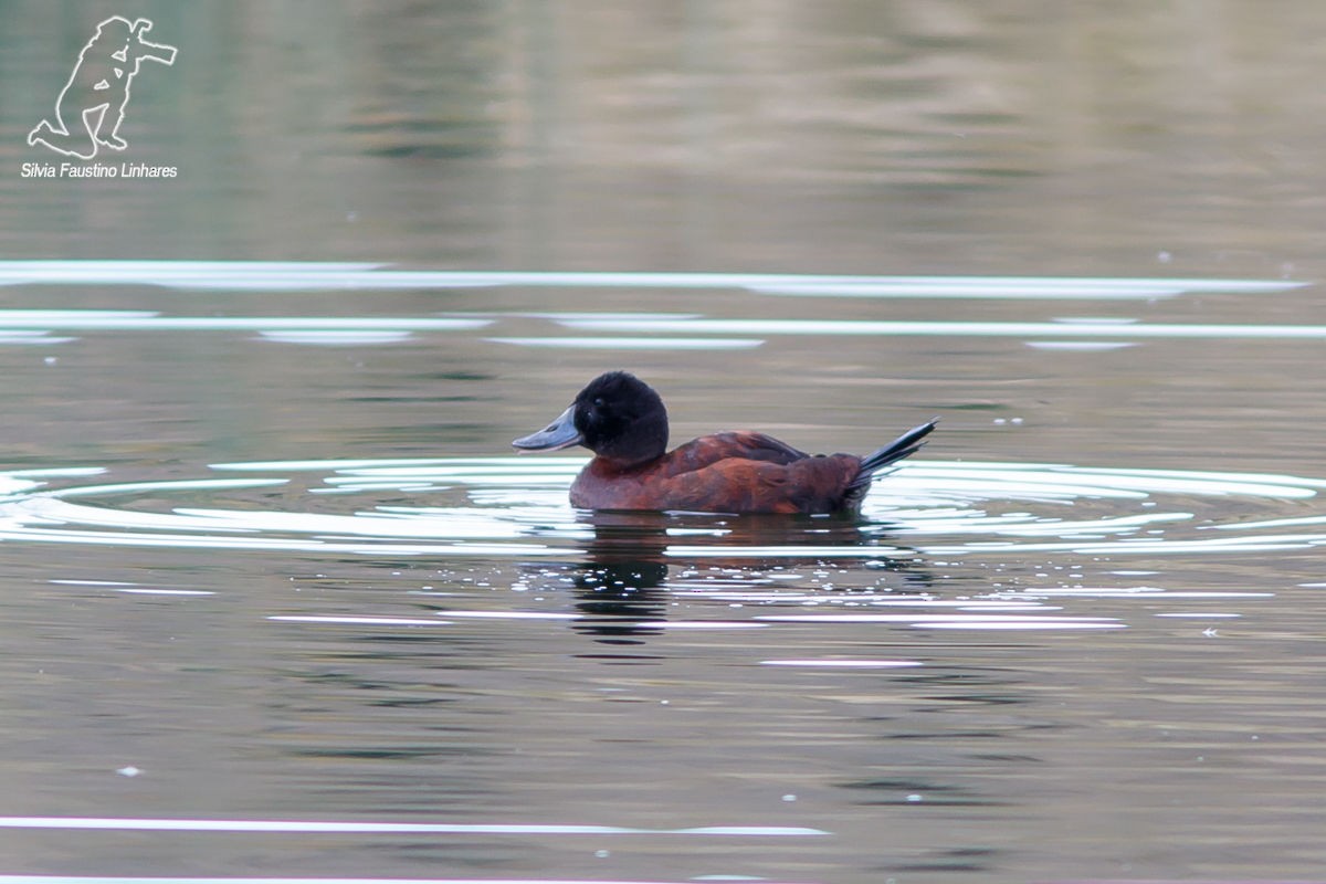 Andean Duck (ferruginea) - ML41969161