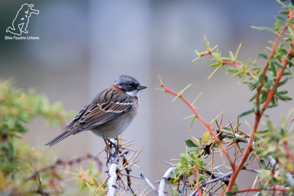 Rufous-collared Sparrow - ML41969171