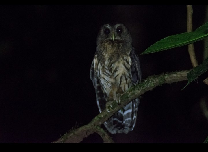 Mottled Owl - Merijn van den Bosch