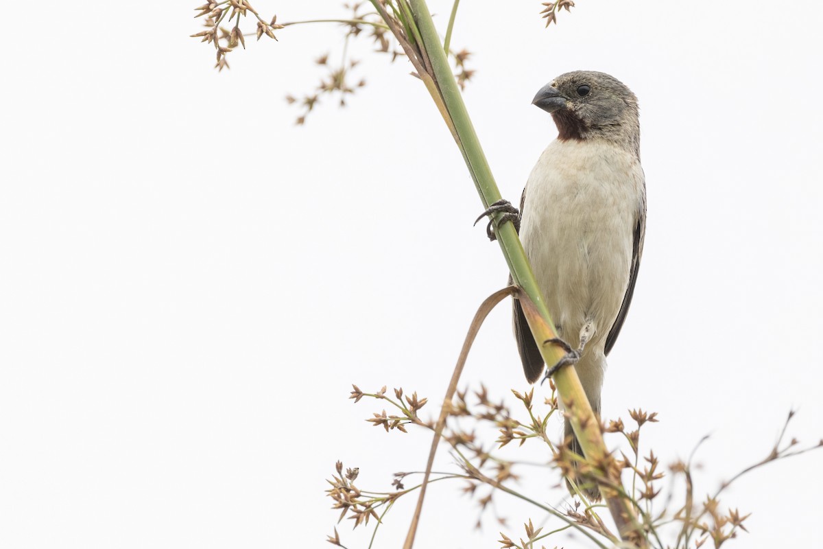 Chestnut-throated Seedeater - ML419695281