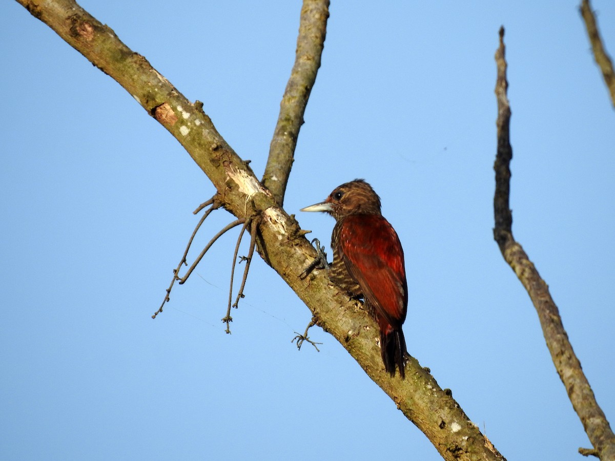 Blood-colored Woodpecker - ML419701651