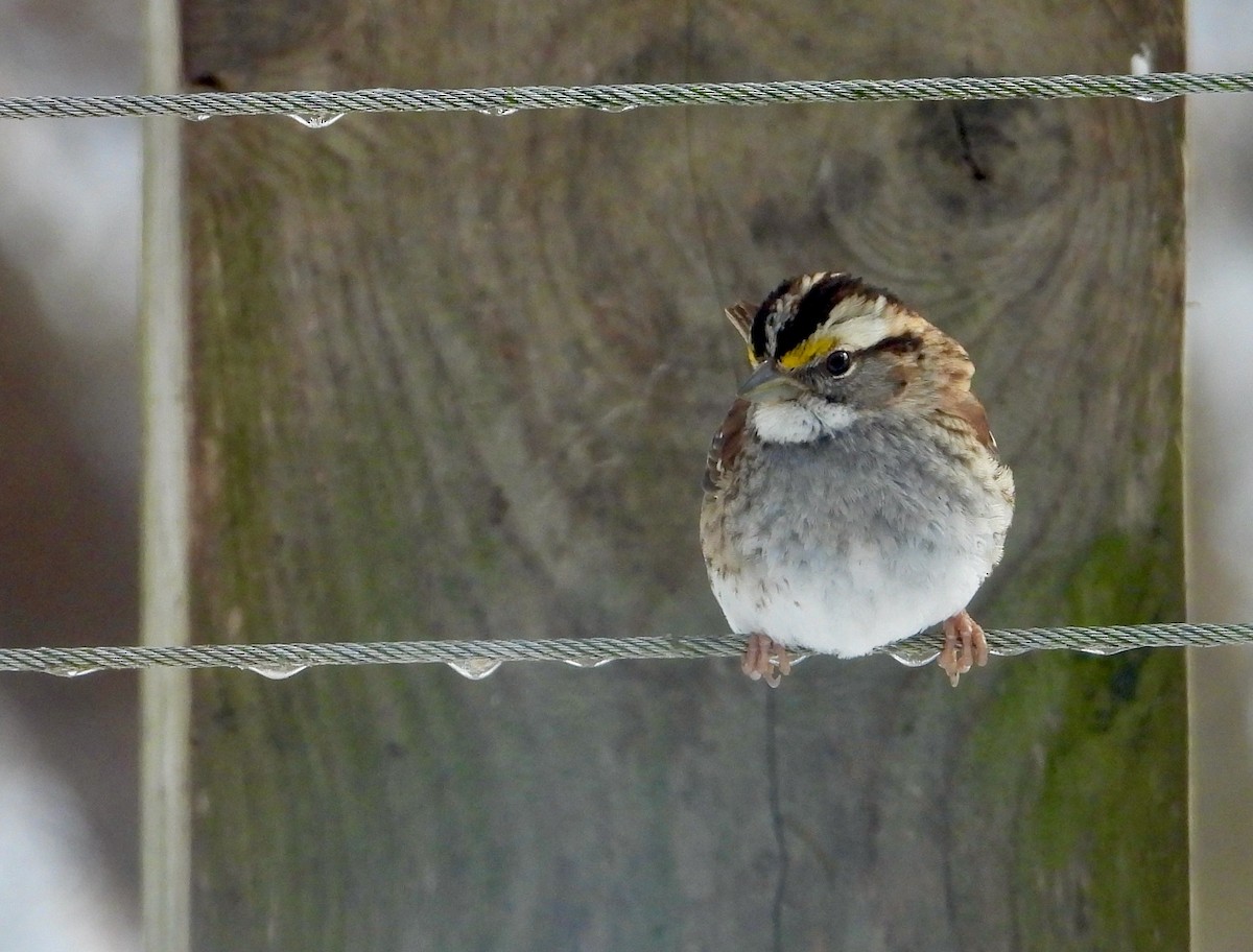 White-throated Sparrow - ML419704481