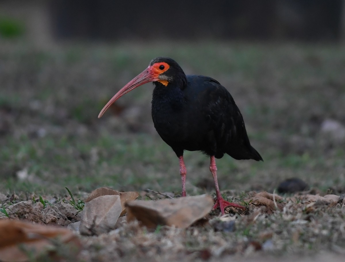 Sharp-tailed Ibis - Joshua Vandermeulen