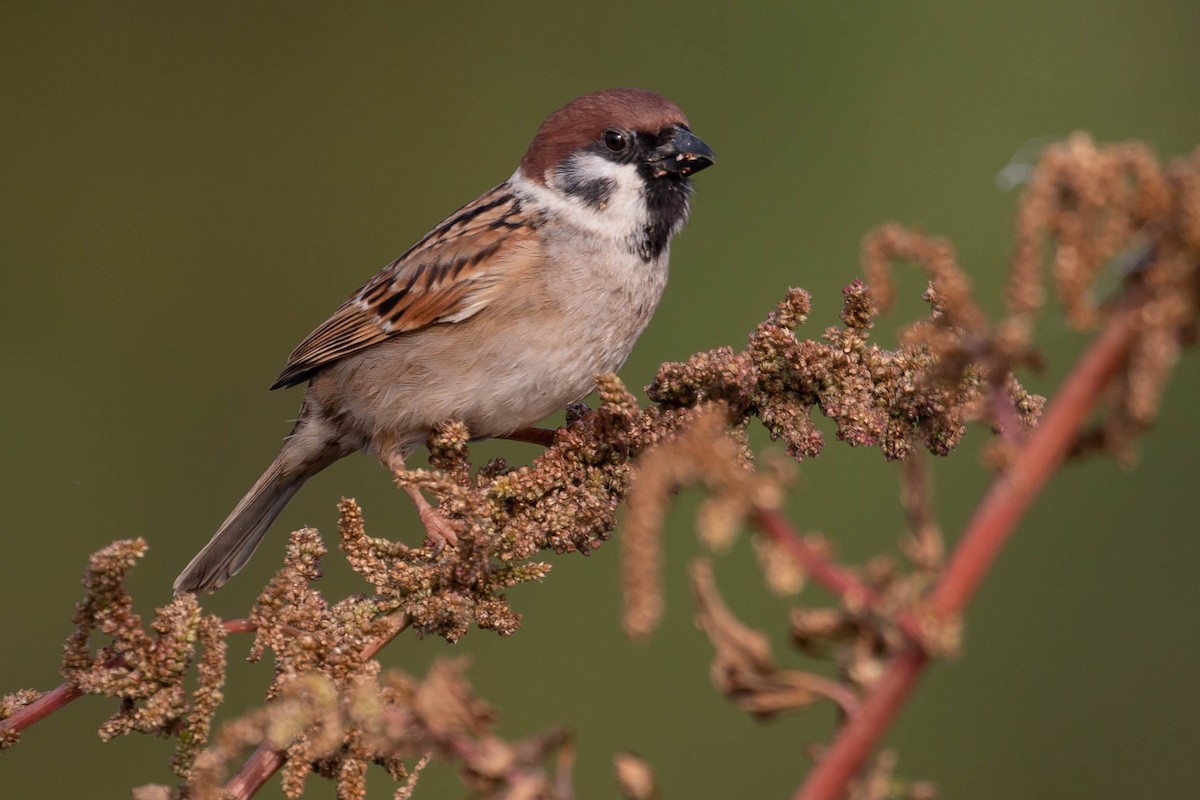 Eurasian Tree Sparrow - HsuehHung Chang