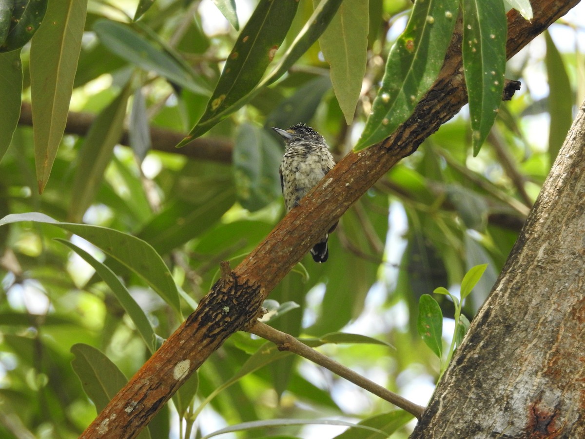 White-bellied Piculet - ML419709501