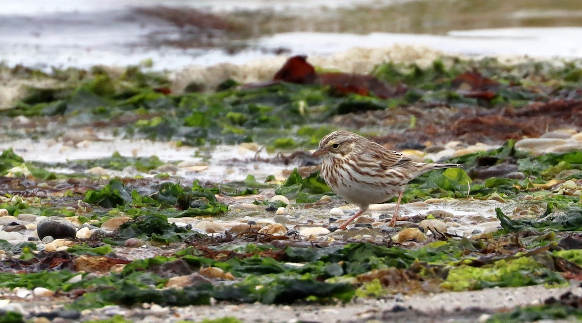 Savannah Sparrow (Ipswich) - ML419711171