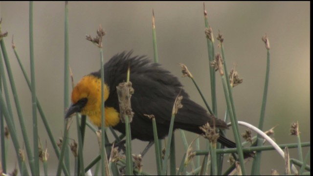Yellow-headed Blackbird - ML419713