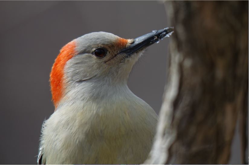 Red-bellied Woodpecker - Chris Cheatle