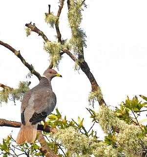 Band-tailed Pigeon (Viosca's), ML41972211