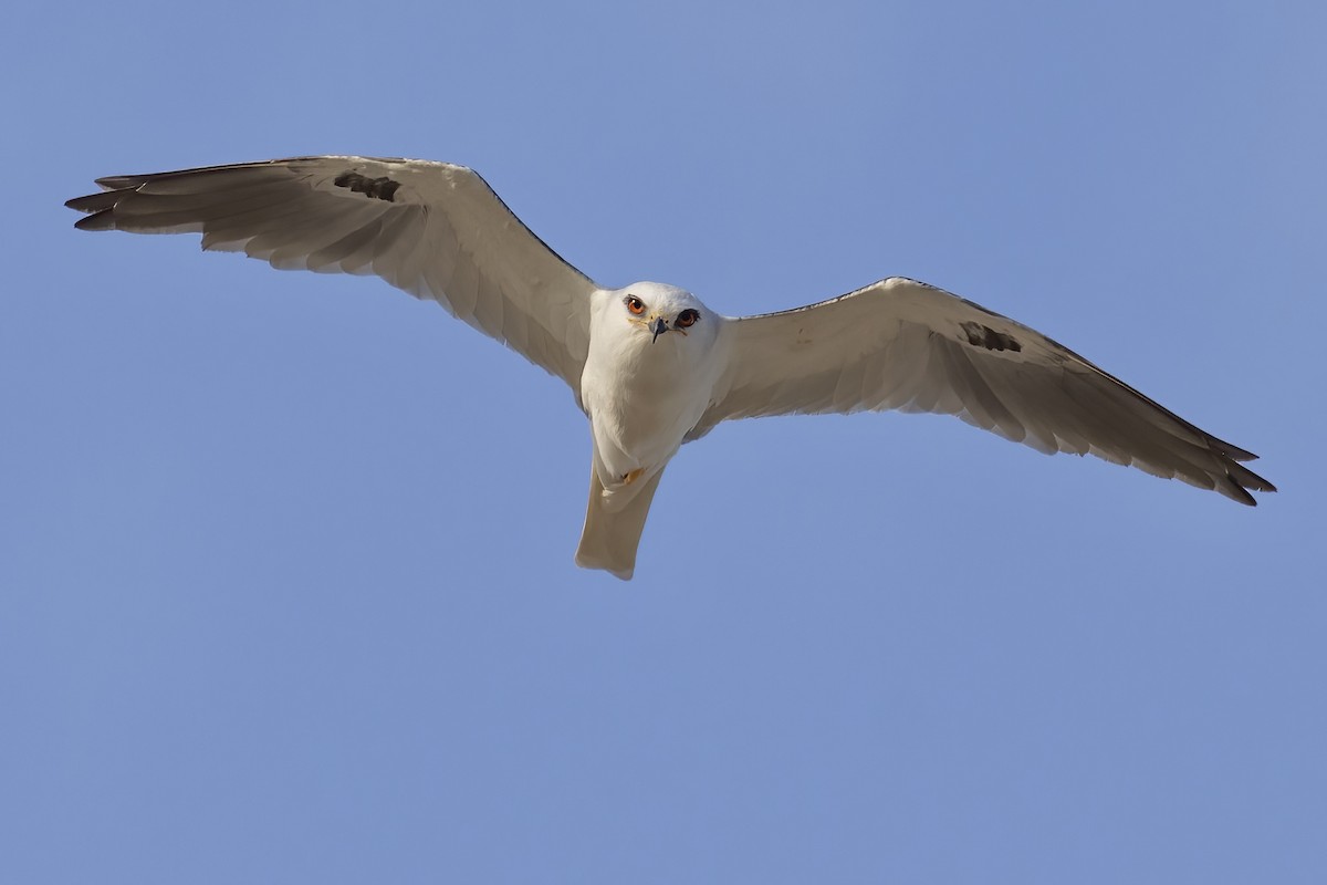 White-tailed Kite - Matt Felperin