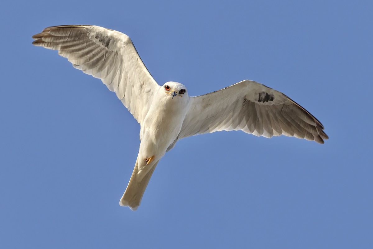 White-tailed Kite - ML419722591