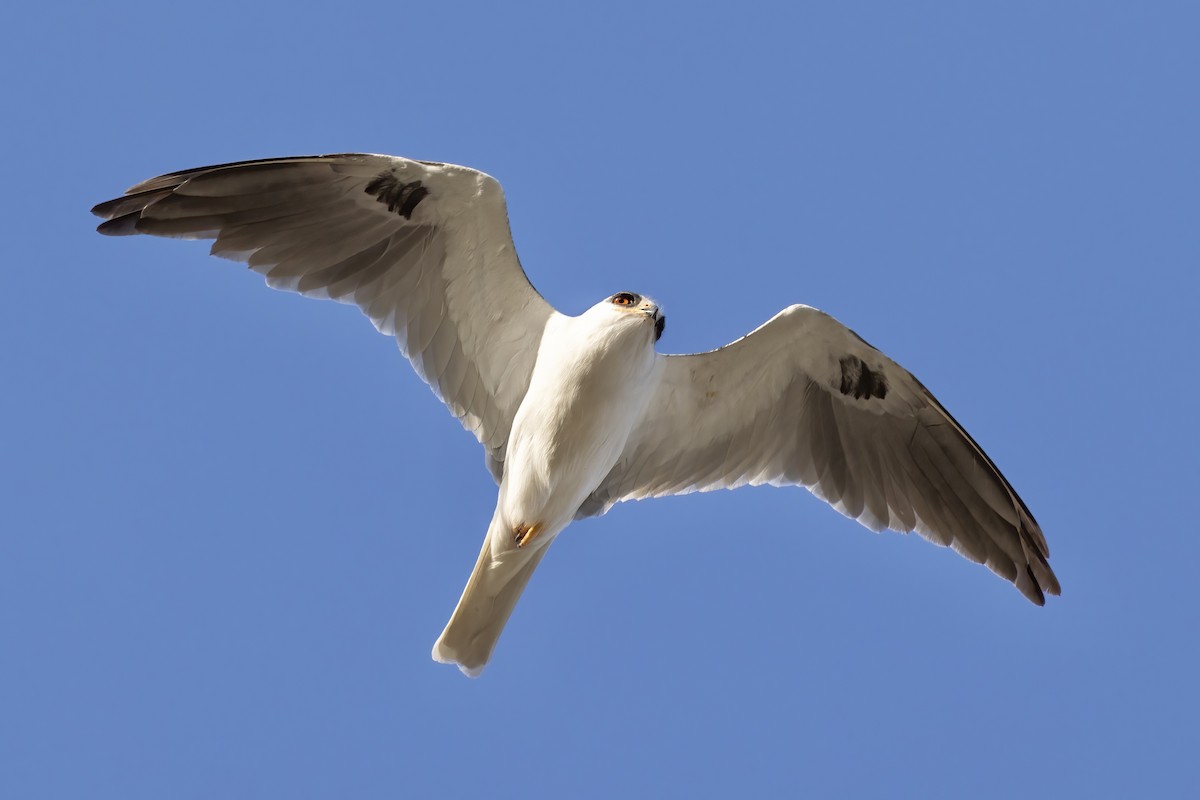 White-tailed Kite - ML419722611