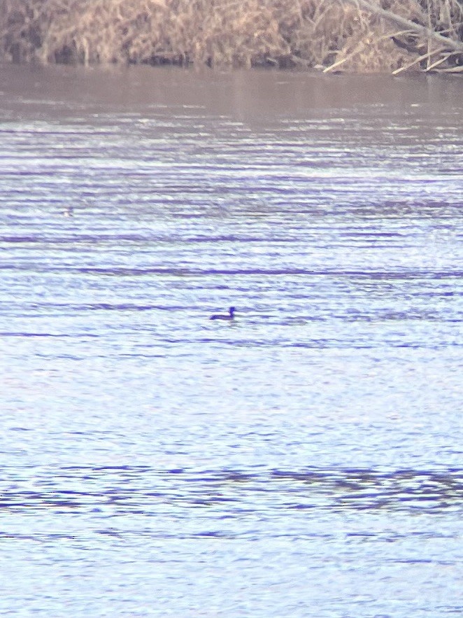 Greater/Lesser Scaup - ML419727721
