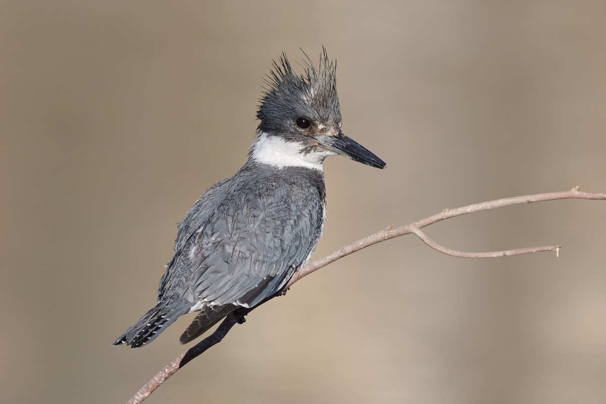 Belted Kingfisher - ML419731551