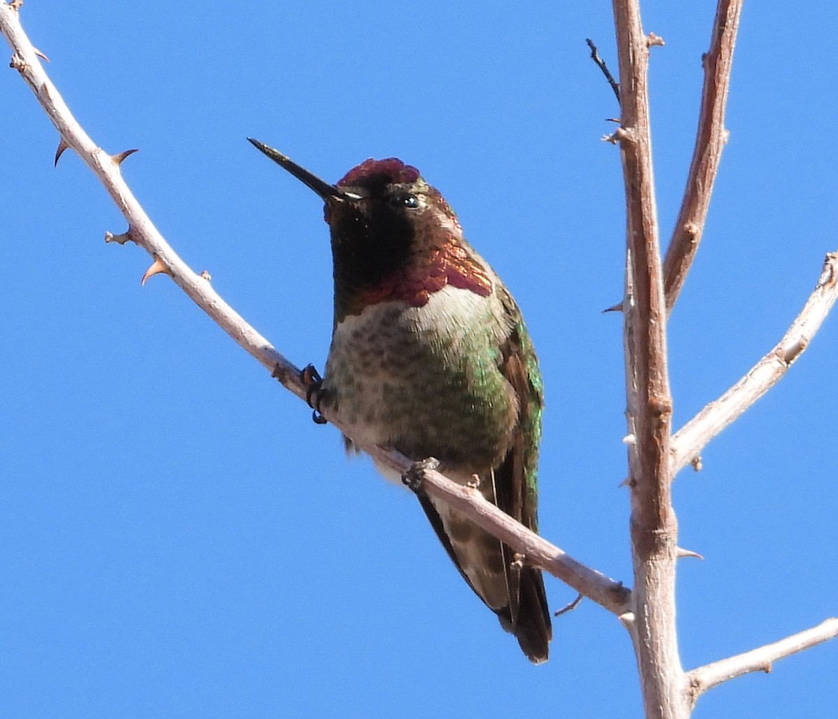 Anna's Hummingbird - ML419731971