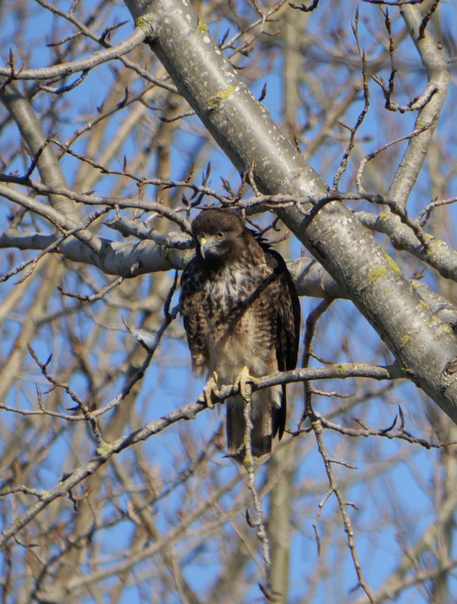 Red-tailed Hawk - ML419732561
