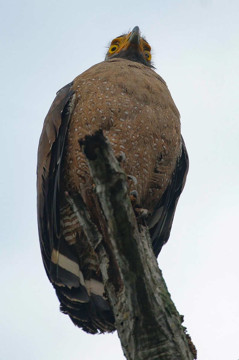 Crested Serpent-Eagle - ML419733281