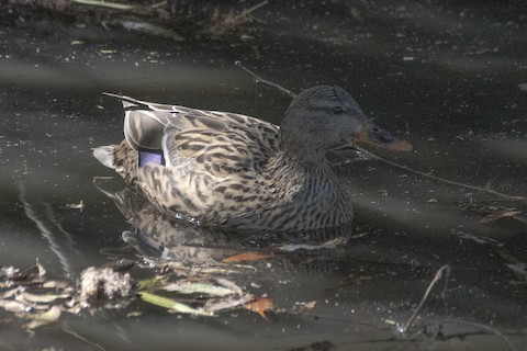 Mallard - James Kendall