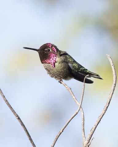 Anna's Hummingbird - James Kendall