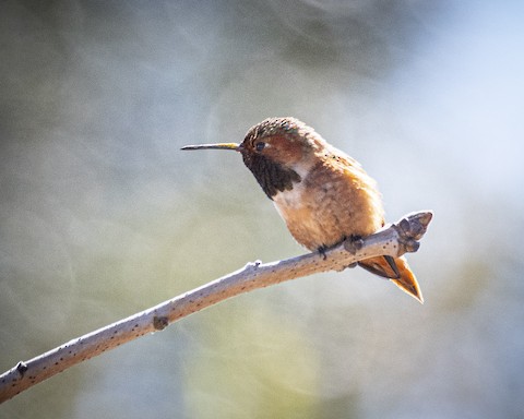 Allen's Hummingbird - James Kendall