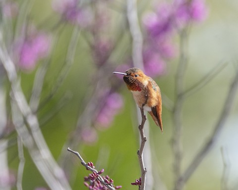 Rufous/Allen's Hummingbird - James Kendall