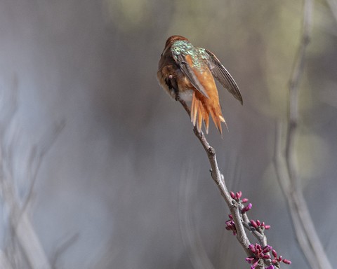 Rufous/Allen's Hummingbird - James Kendall