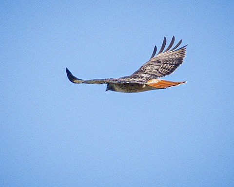 Red-tailed Hawk - James Kendall