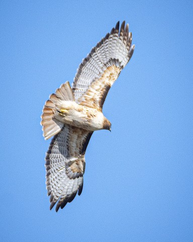 Red-tailed Hawk - James Kendall