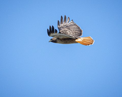 Red-tailed Hawk - James Kendall