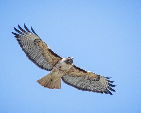 Red-tailed Hawk - James Kendall