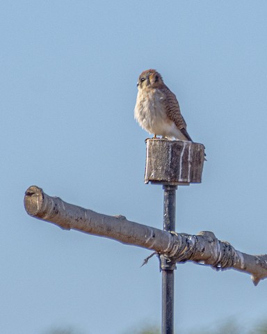 American Kestrel - James Kendall