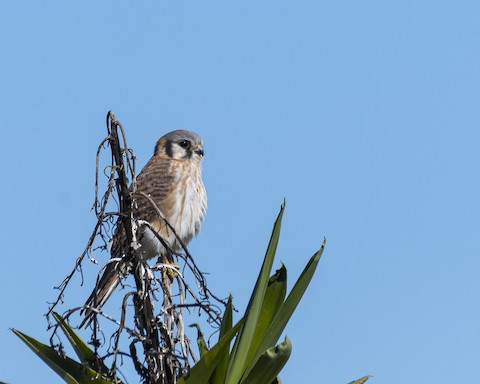 American Kestrel - James Kendall