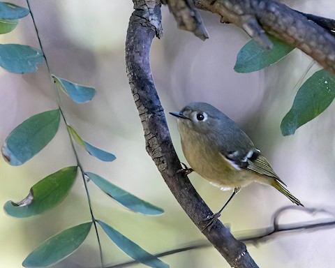 Ruby-crowned Kinglet - James Kendall