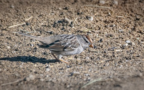 White-crowned Sparrow - James Kendall