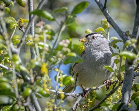 White-crowned Sparrow - James Kendall