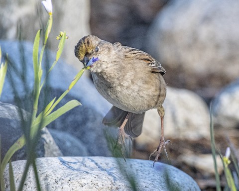 Golden-crowned Sparrow - James Kendall