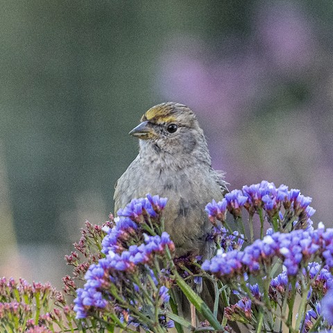 Golden-crowned Sparrow - James Kendall