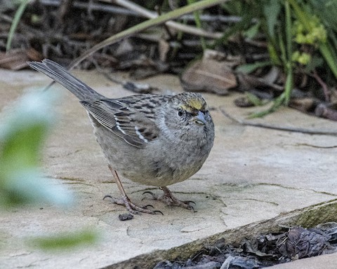 Golden-crowned Sparrow - James Kendall